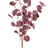 Eucalyptus Branch