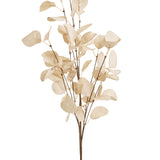 Eucalyptus Branch