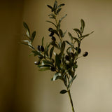 Olive Branch Stem