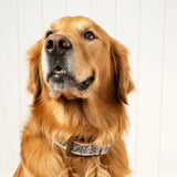 Nova Embroidered Dog Collar