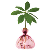Avocado Vase