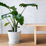 Tapered Planter Pot