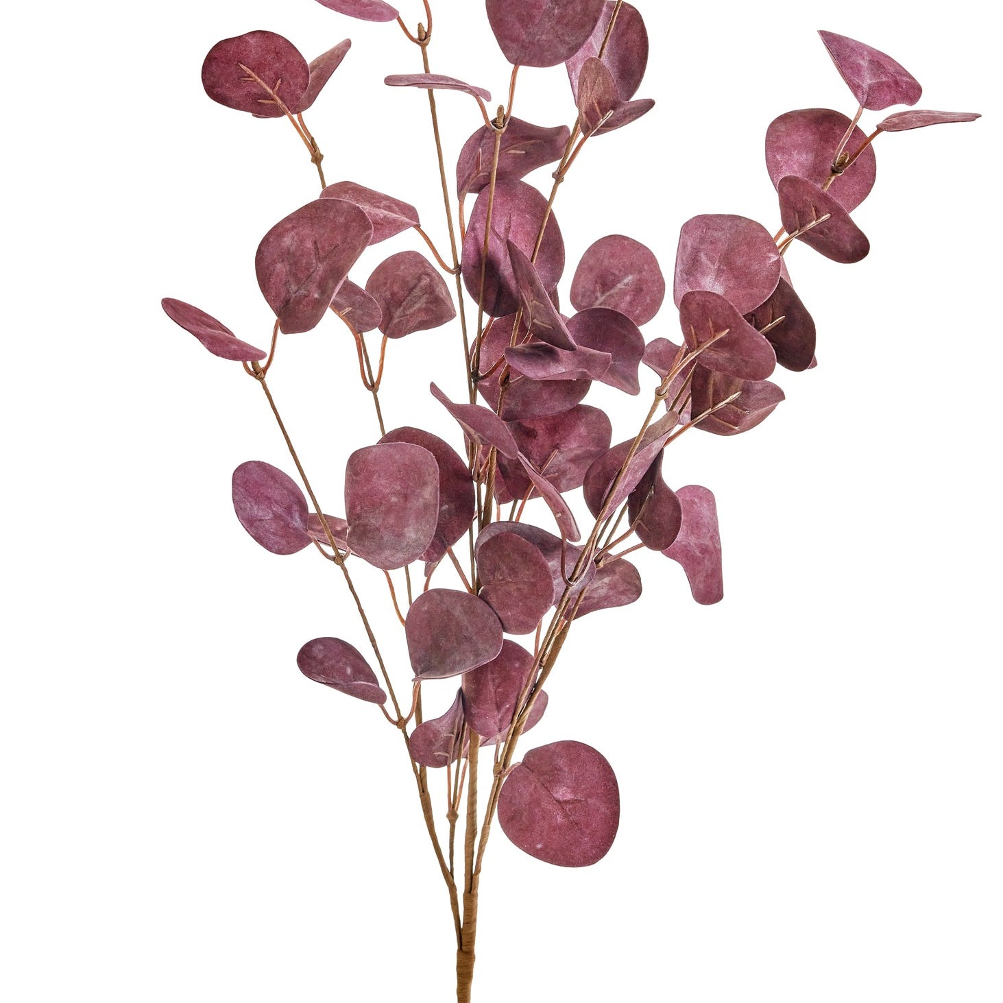 Eucalyptus Branch