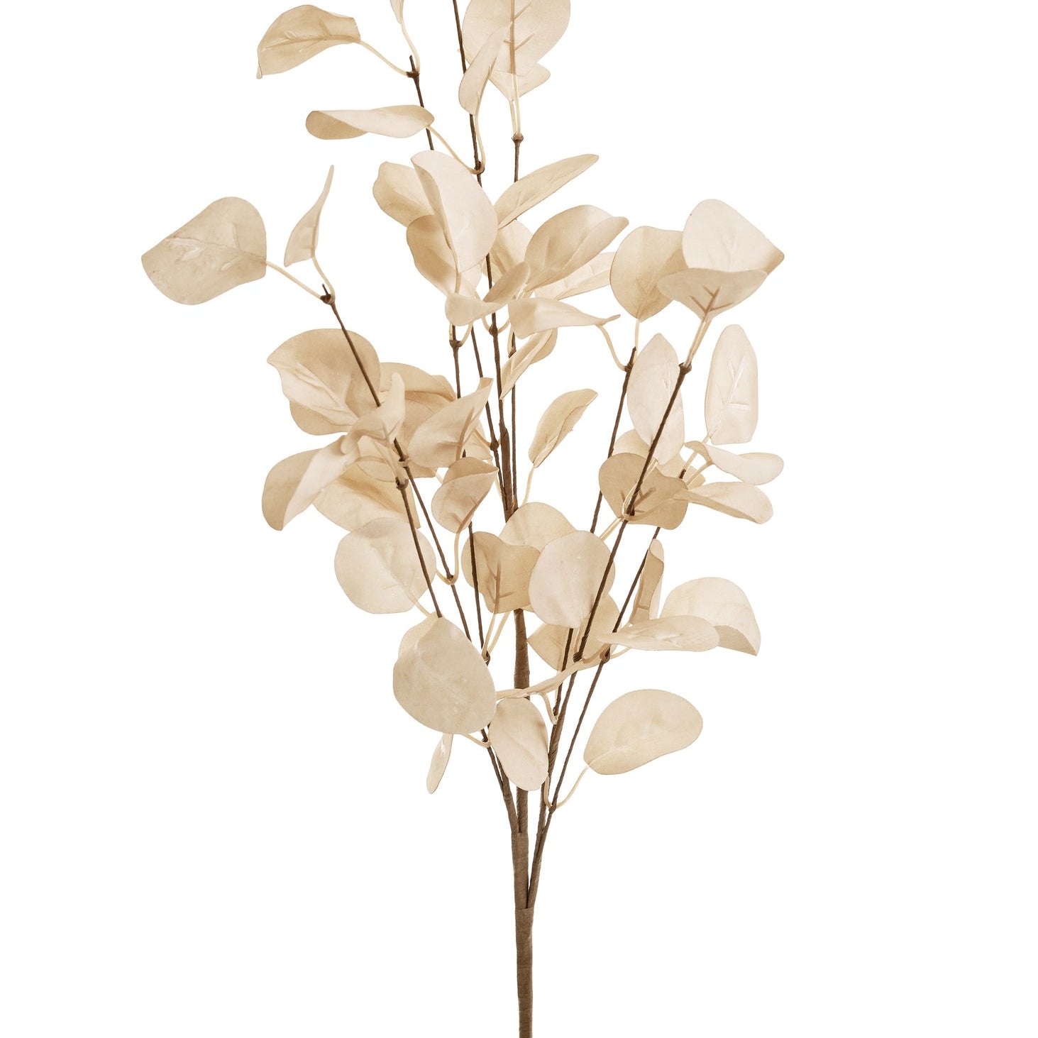 Eucalyptus Branch