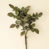 Banyan Branch