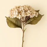 Heirloom Hydrangea Stem