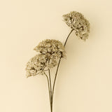 Queen Anne's Lace Spray