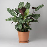 Tapered Planter Pot