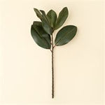 Magnolia Leaf Branch