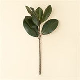 Magnolia Leaf Branch