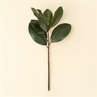 Magnolia Leaf Branch