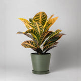 Tapered Planter Pot