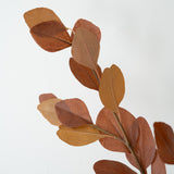 Brown Eucalyptus Branch