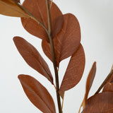 Brown Eucalyptus Branch