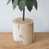 Holly Tree on Log Base
