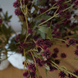 Sanicula Floral Spray