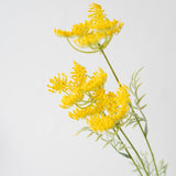 Queen Anne's Lace Spray