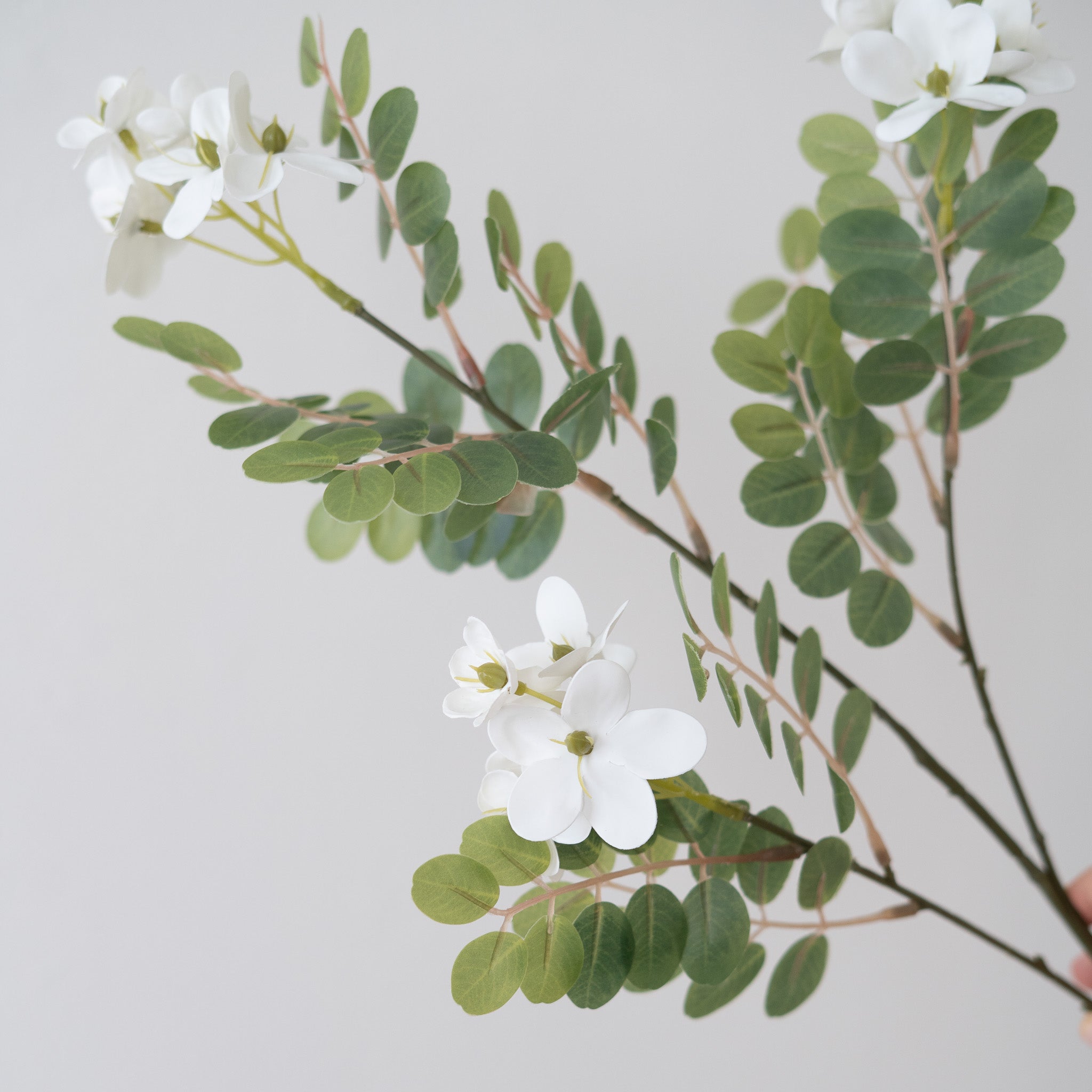 Locust Flower Branch
