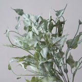 Green Ivy Spray