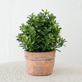 Boxwood Plant in Natural Pot