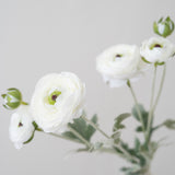 Ranunculus Spray