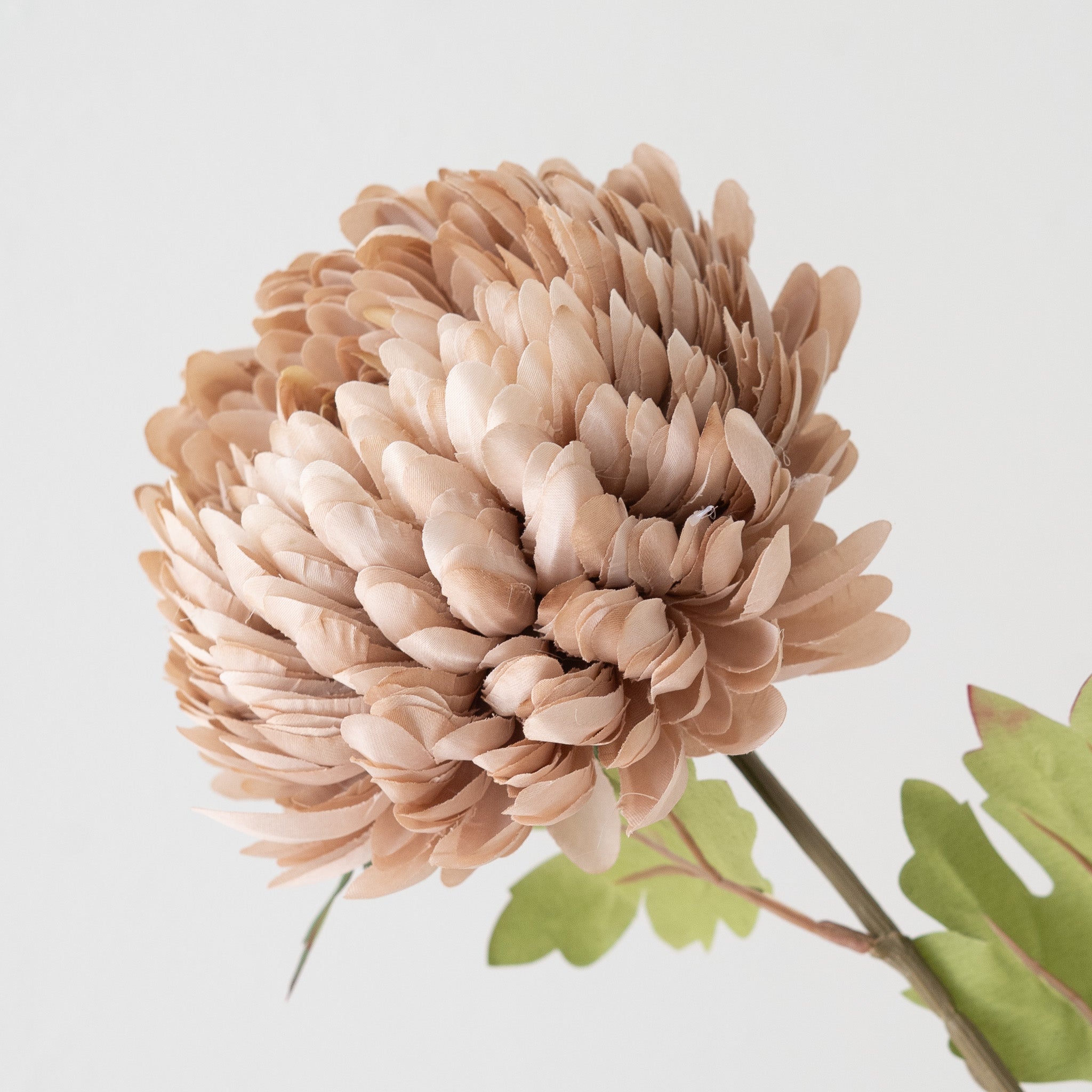 Chrysanthemum Stem Dusty Pink