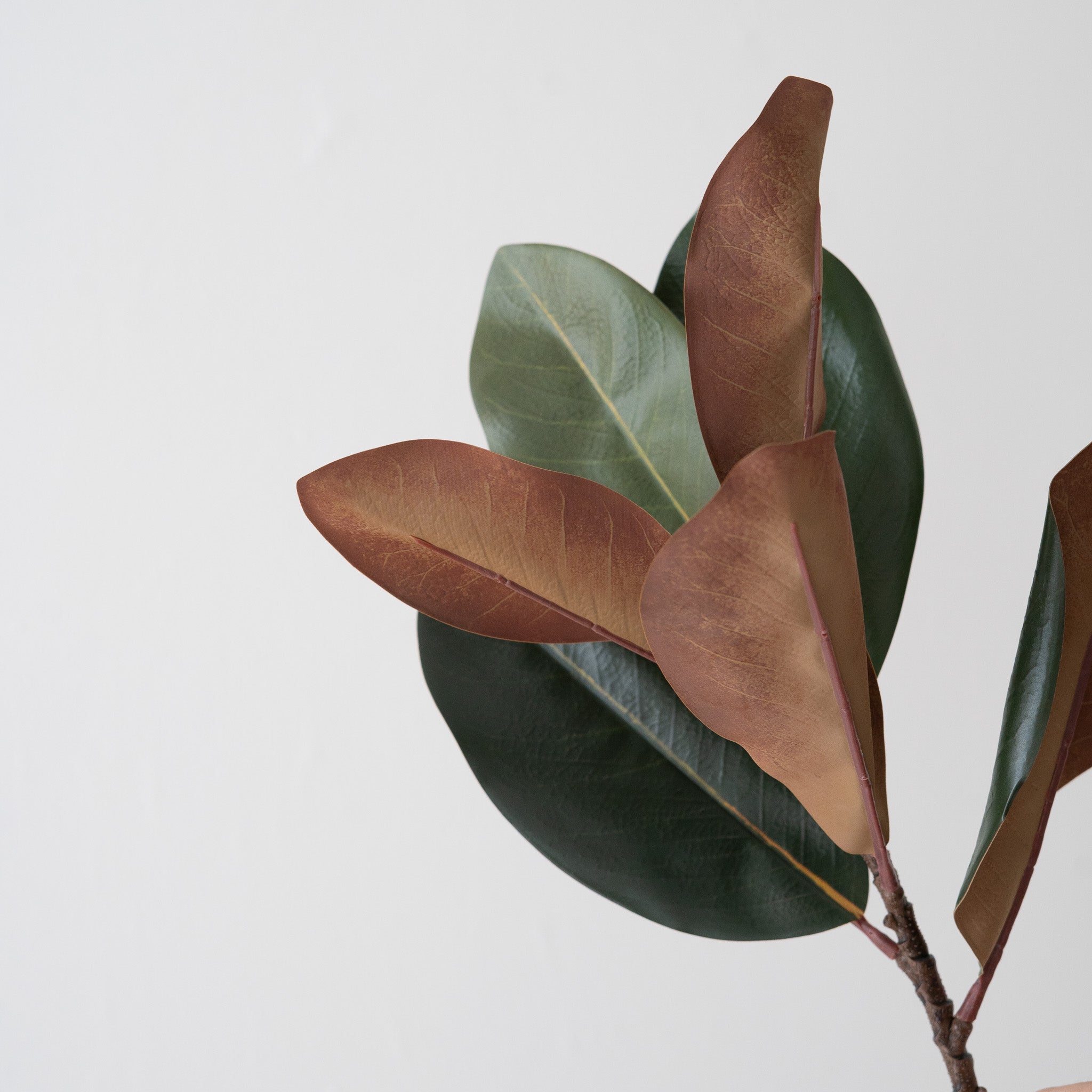 Magnolia Leaf Branch