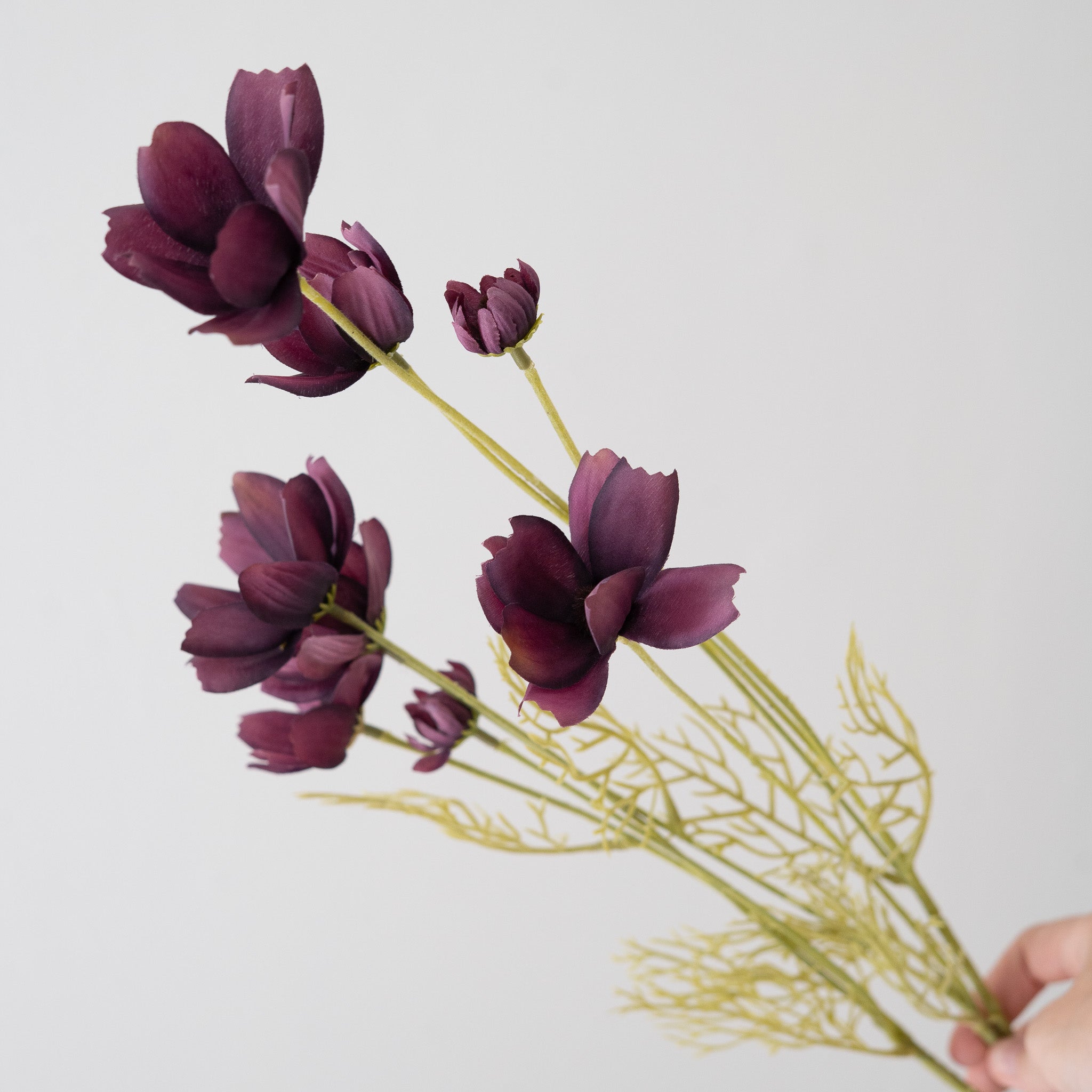 Calliopsis Spray Deep Purple