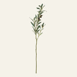 Olive Branch Stem