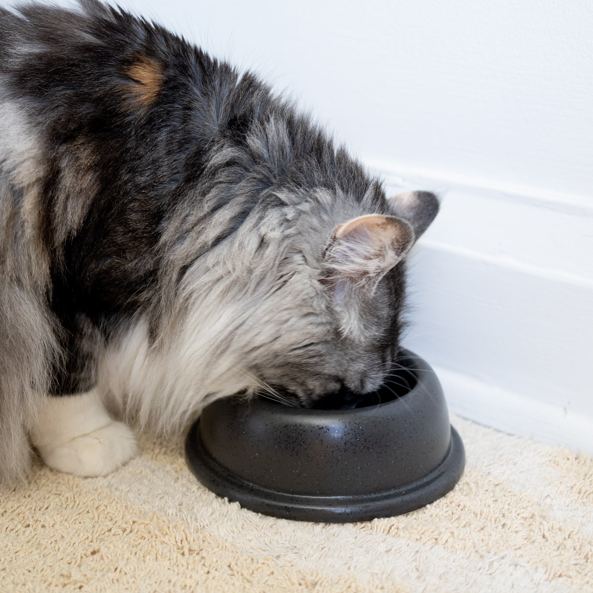 Cat drinking from ceramic hand made pet food/water bowl in seed gray